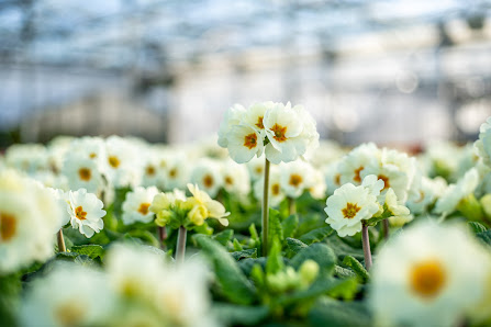 Blumenhaus Bödder