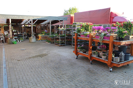 Die Blumenhalle Südfels Burlo