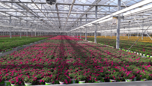 Westflowers - Westhoff Vertriebsges. mbH