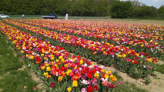Hochstift-Blumen - Blumen selber pflücken