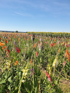 Hochstift-Blumen - Blumen selber pflücken