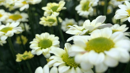 Blumen Höfle in Frickenhausen