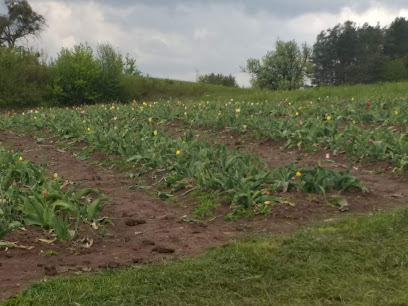 Blumenbeet zum Selberpflücken