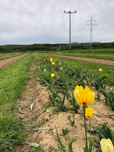 Blumen zum Selbstpflücken