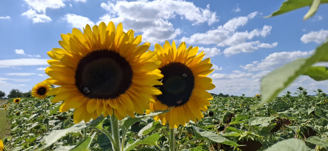 Blumen zum Selberpflücken