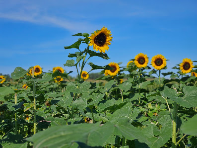 Blumen zum Selberpflücken