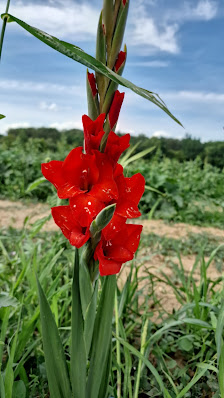 Blumenacker Vor der Hardt - Blumen selber schneiden