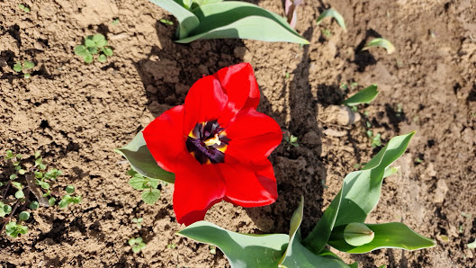 Blumenacker Vor der Hardt - Blumen selber schneiden