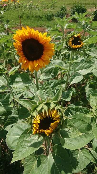 Blumengeschäft