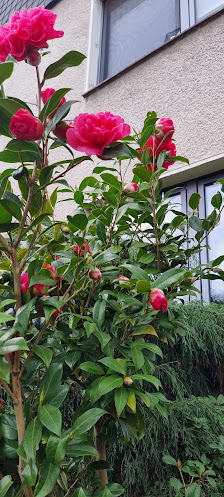 Sinopoli Gartenpflege