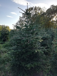 Thomas Echterhoff Weihnachtsbäume