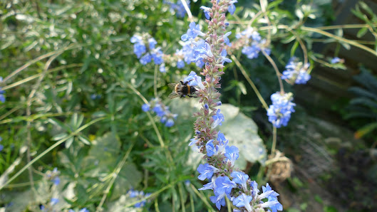 Gärtnerei Blu-Blumen GbR