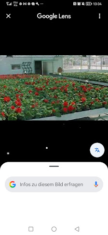 Blumen Beckenhusen