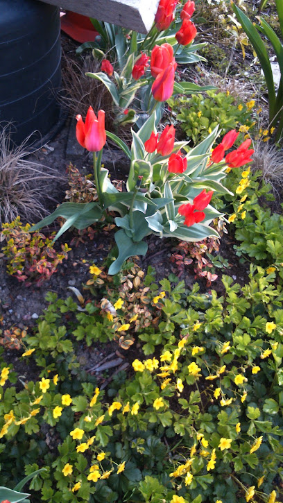 Blumen Berg FLEUROP