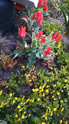 Blumen Berg FLEUROP