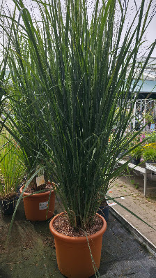 OBI Gartencenter Düsseldorf-Rath