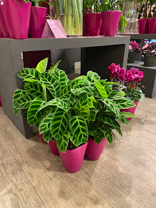 Fleursmann Düsseldorf