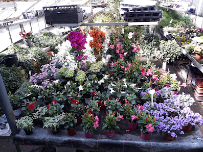 Blumen Schmid