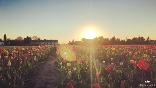 Blumen zum selber schneiden Lampenscherf