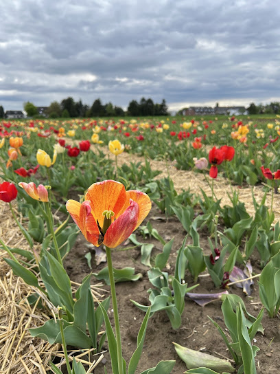 Blumen zum selber schneiden Lampenscherf