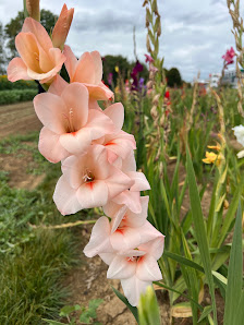 Blumen selbst schneiden