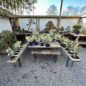 Bonsai Werkstatt Düsseldorf