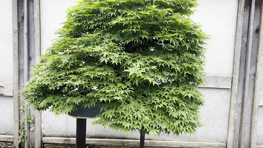 Bonsai Werkstatt Düsseldorf