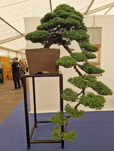 Bonsai Werkstatt Düsseldorf
