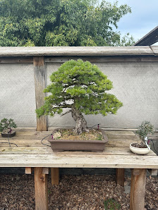Bonsai Werkstatt Düsseldorf