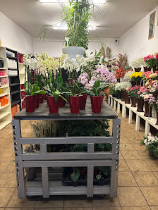 Blumen La Fleur Holthausen