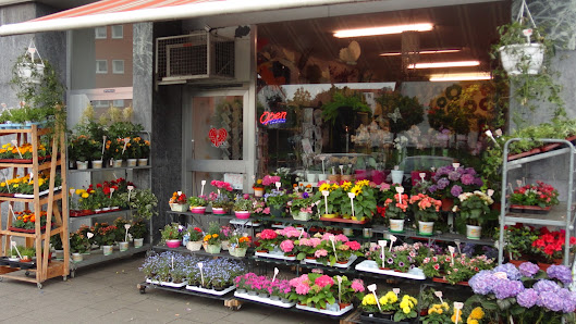 Blumen La Fleur Holthausen