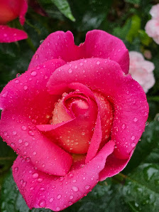 Agel Garten UG & Co. KG