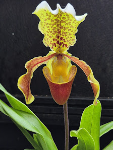 Wilhelm Hennis Orchideen