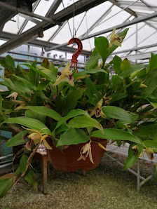 Wilhelm Hennis Orchideen