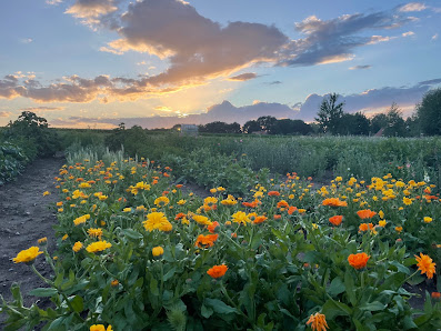 Vorwärts Grün: Blumen zum Selbstpflücken