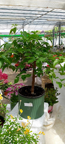 Blumenparadies G. Würke, Inh. Anette Pflug