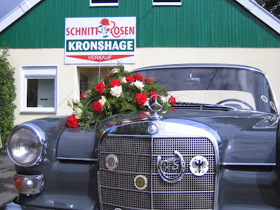 Rosen Kronshage Schnittrosen