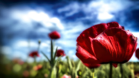Florales Forum