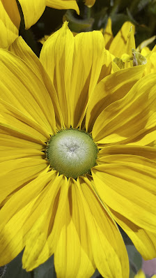 BLUME2000 Siegen City-Galerie