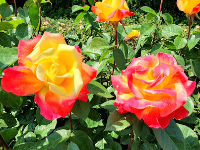 Rosen Ruland