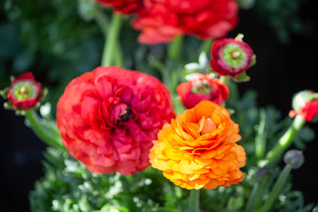 Blumenhof Sendenhorst