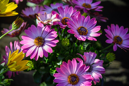 Blumenhof Sendenhorst