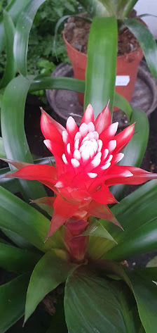 Blumenhaus Schnell Inh. C. v. d. Weiden