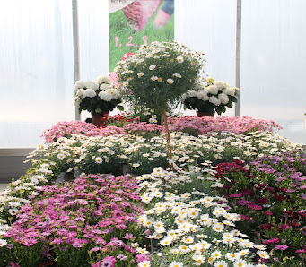 Blumenhaus Neumann