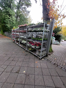 Blumen Schneider