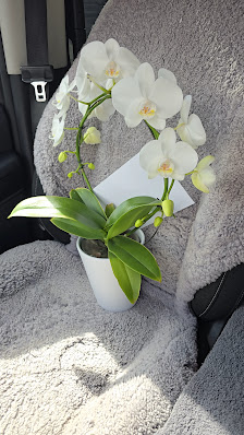 Blumen Risse Blumenmarkt Mayen