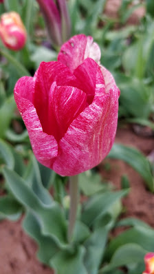 Blumen Garten