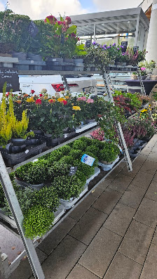 BLUMEN FÜR HÖHR-GRENZHAUSEN