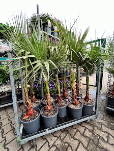 Blumendeal Aachen