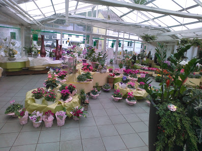Blumen und Floristik/ Bestattungen Luy